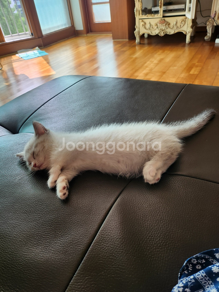 먼치킨 여자애기 입양하실분 구해요--1