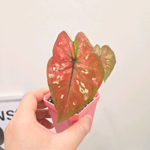 칼라디움 스틸하트