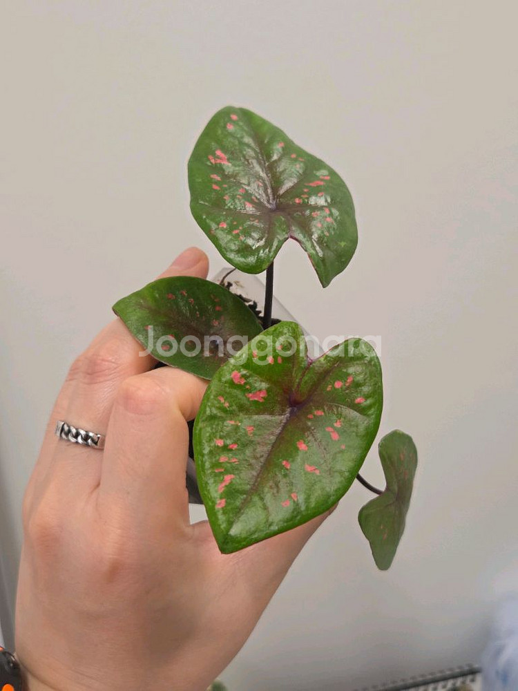칼라디움 요드크라운--0