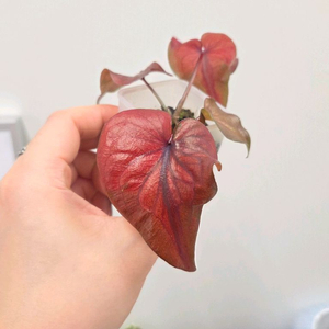 칼라디움 플레임