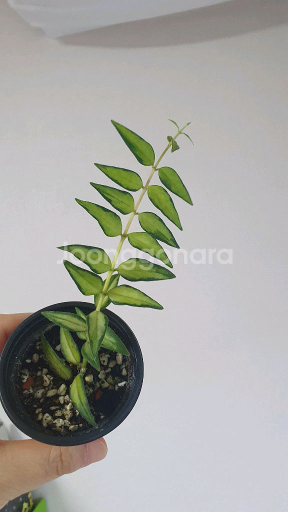 호야 벨라루이부아--0