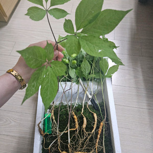 자연야생산삼