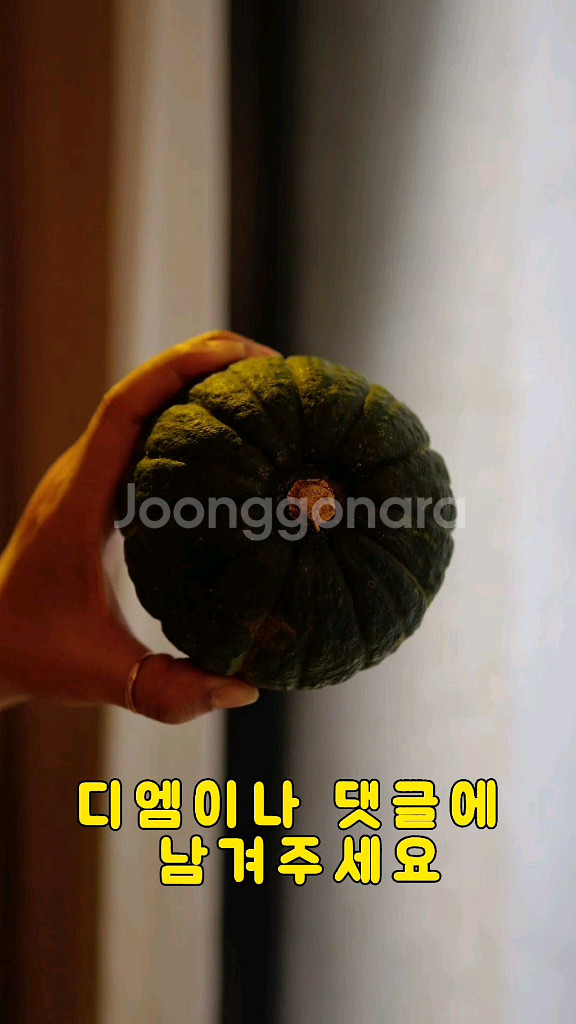 제주 밤 단호박--0