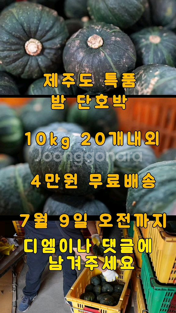 제주 밤 단호박--6