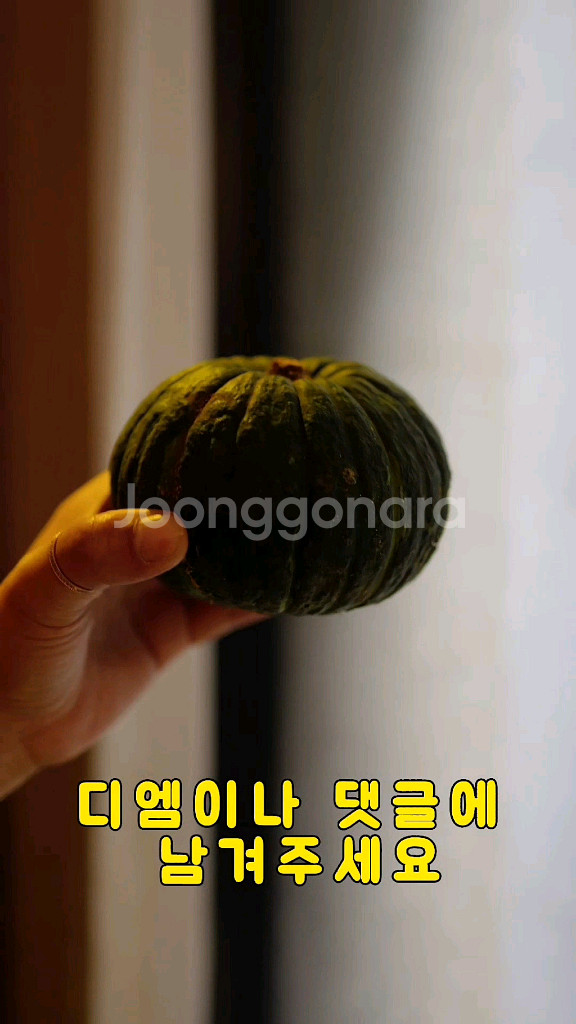 제주 밤 단호박--1