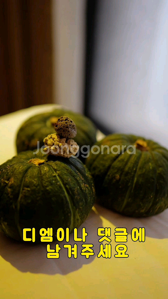 제주 밤 단호박--4