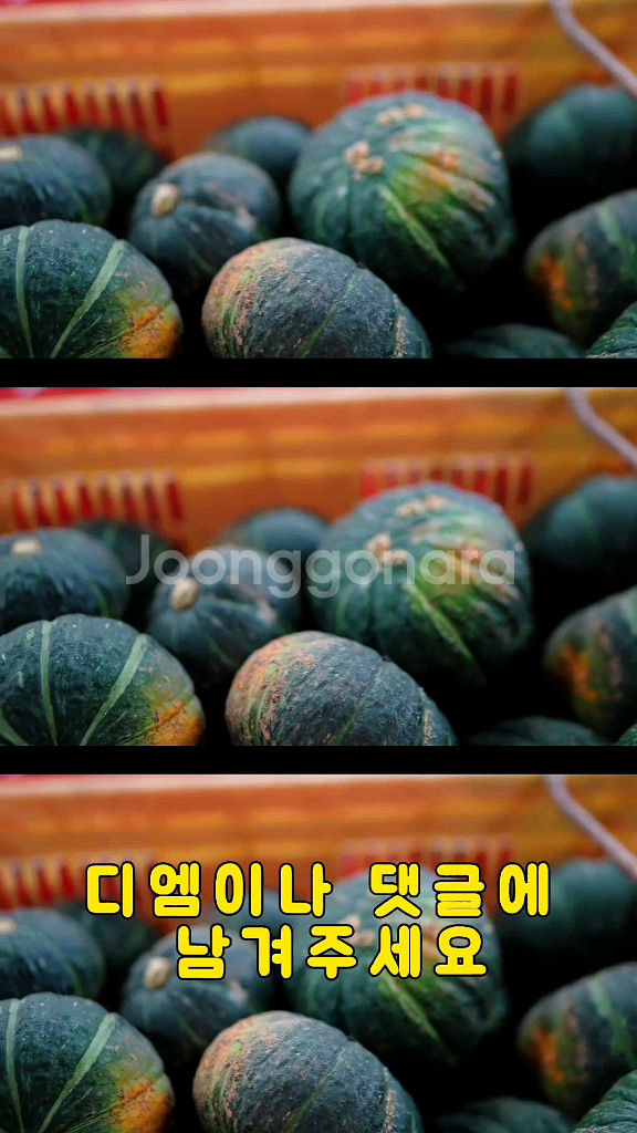 제주 밤 단호박--2