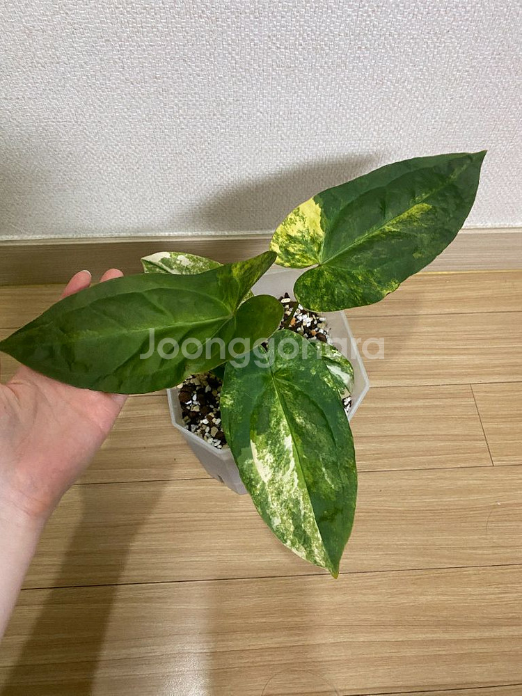 안스리움 썬셋x섭시그나텀 하이브리드 바리에가타[폭시]--1