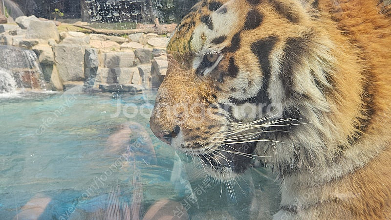 Cgv 영화예매 2장 팔아요 2d만 가능 16500원--0