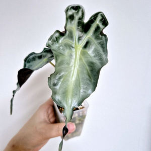 실버펄 가득 알로카시아 베놈
