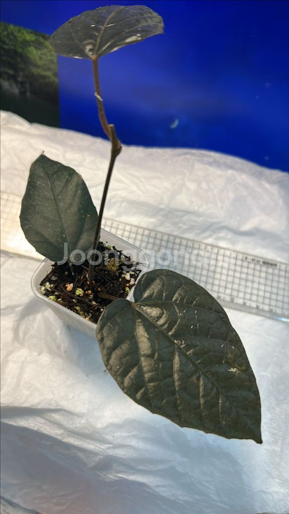 희귀식물, 파이퍼 블랙--0