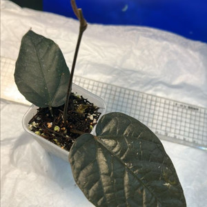 희귀식물, 파이퍼 블랙