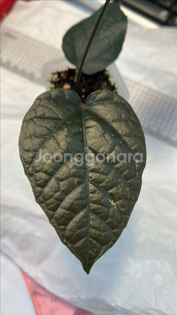 희귀식물, 파이퍼 블랙--1