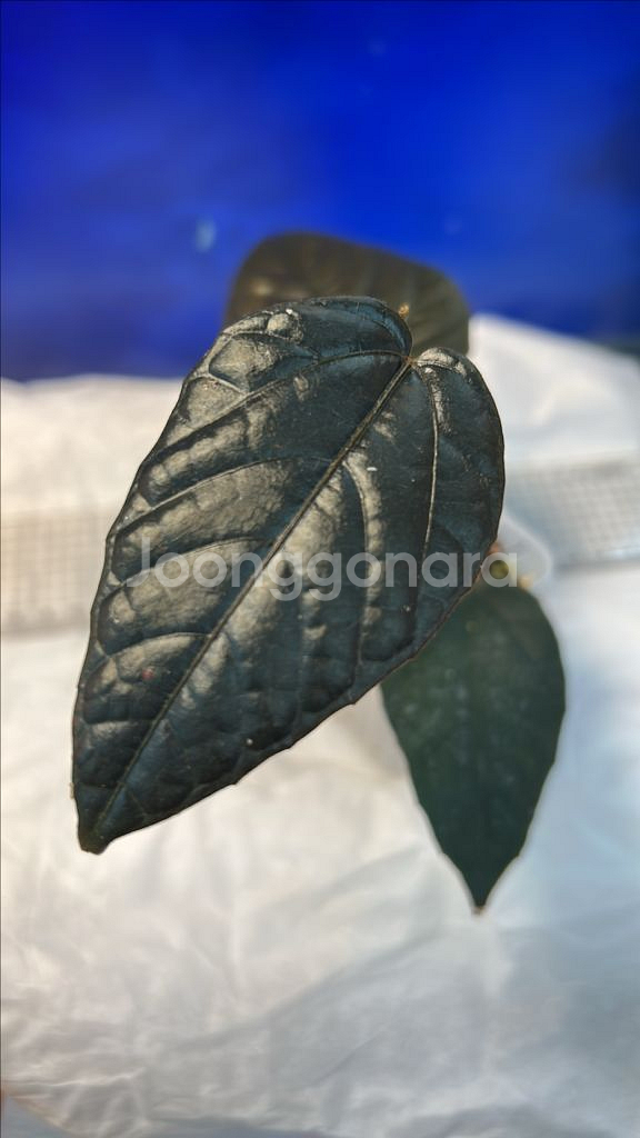 희귀식물, 파이퍼 블랙--2