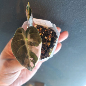 알로카시아 하트벌룬 바리에가타