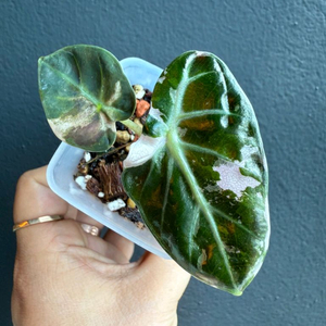 알로카시아 하트벌룬 바리에가타