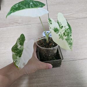 무늬프라이덱알로카시아