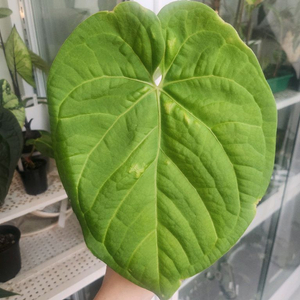 안스리움 실버보울럭셔리