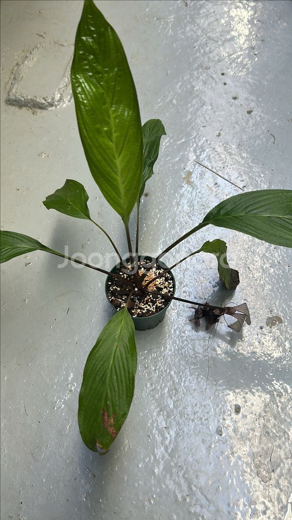 희귀식물 타카--0