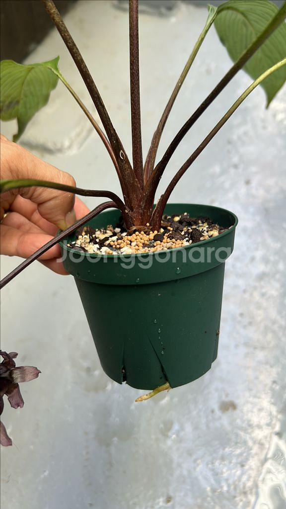 희귀식물 타카--2