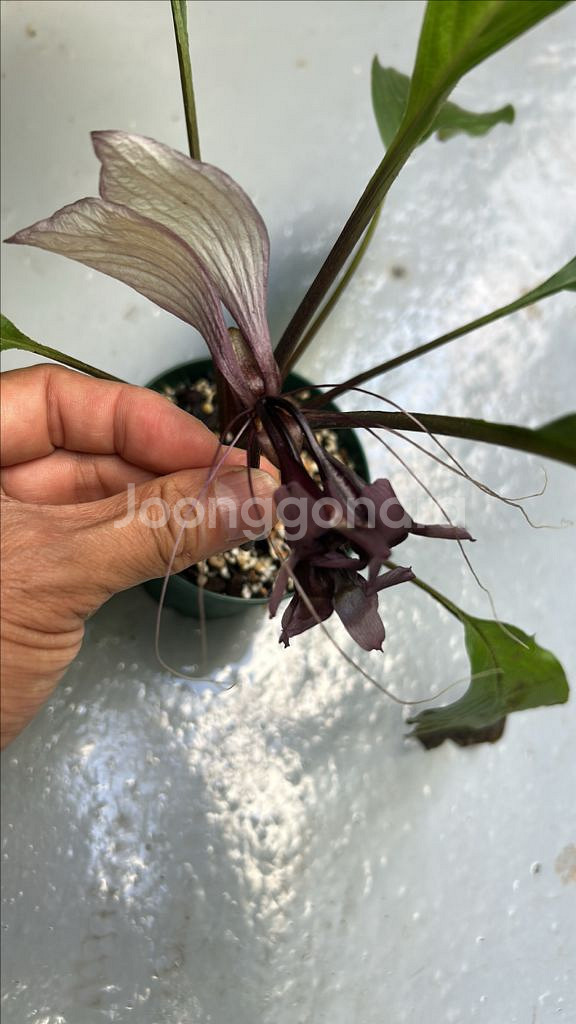 희귀식물 타카--1