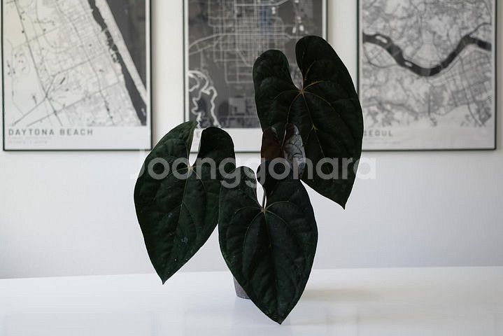 안스리움 칼라블랙키 하이브리드 greenhues개체--2
