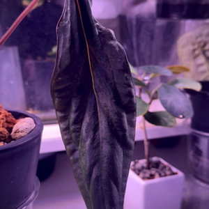 Anthrium Blister Mutatedoffset