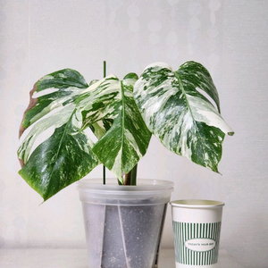 몬스테라 보르시지아나 알보 바리에가타