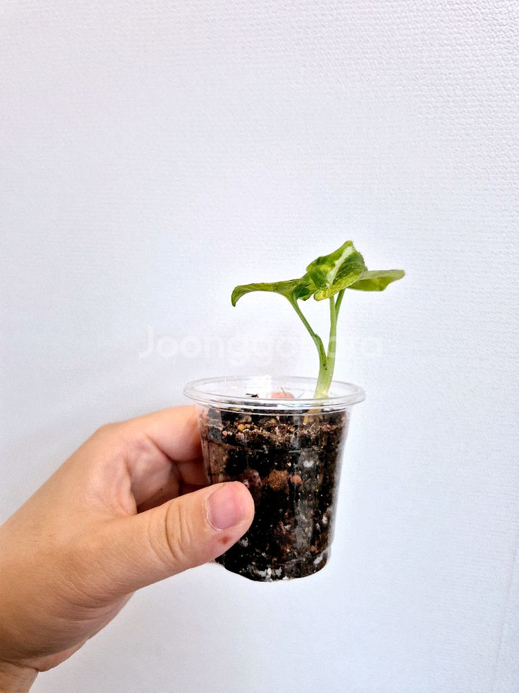 무천이 싱고니움 에그스크램블--2