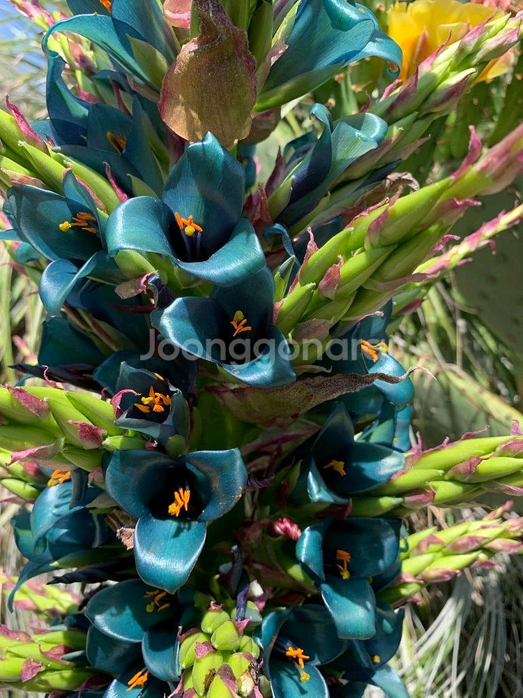 푸야(Puya)-사파이어 타워(Sapphire)~!!!--0