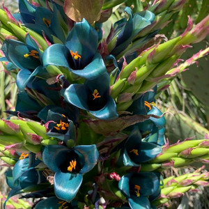 푸야(Puya)-사파이어 타워(Sapphire)~!!!