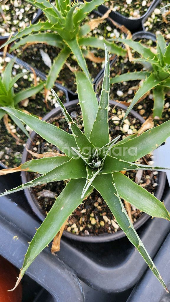 푸야(Puya)-사파이어 타워(Sapphire)~!!!--5