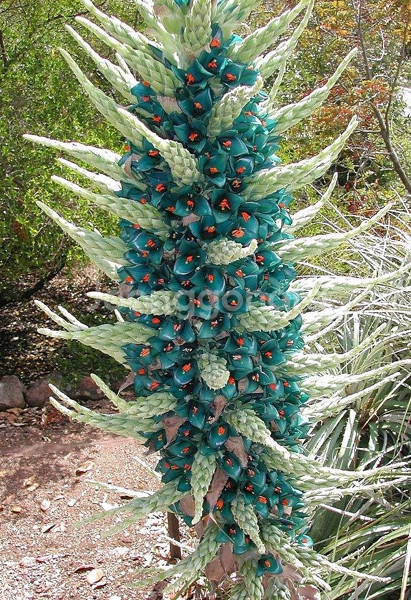 푸야(Puya)-사파이어 타워(Sapphire)~!!!--1