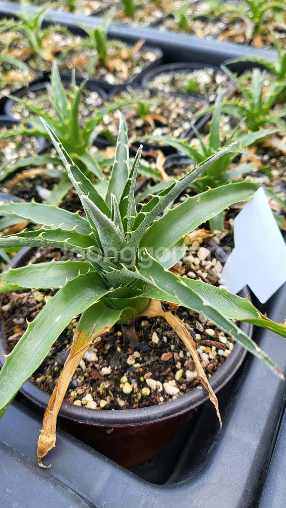 푸야(Puya)-사파이어 타워(Sapphire)~!!!--4