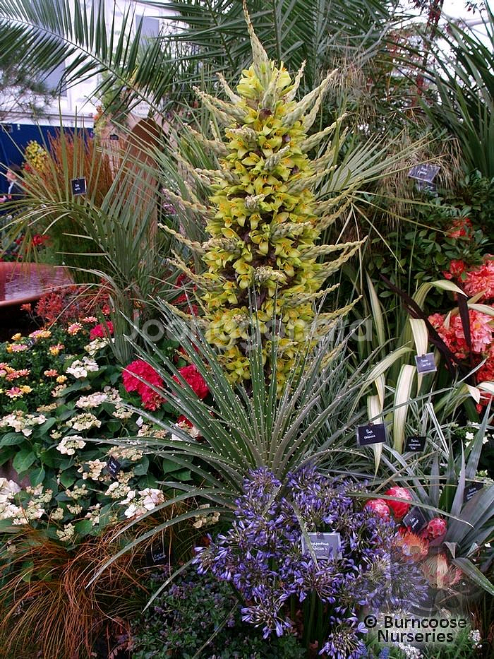 푸야(Puya)-사파이어 타워(Sapphire)~!!!--3