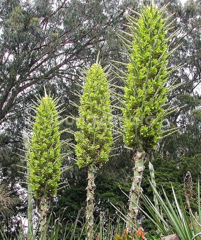 푸야(Puya)-사파이어 타워(Sapphire)~!!!--2