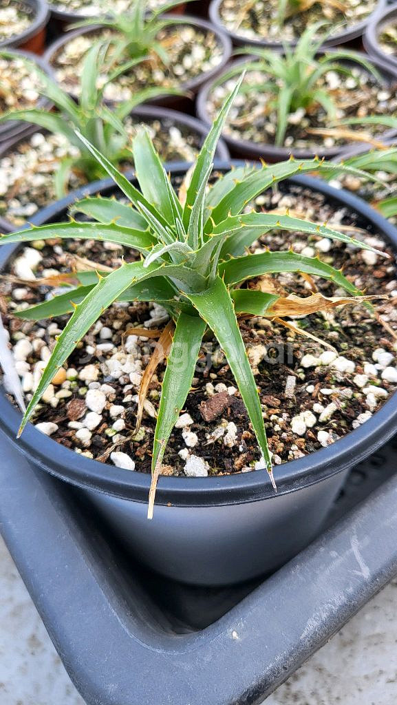 푸야(Puya)-사파이어 타워(Sapphire)~!!!--7