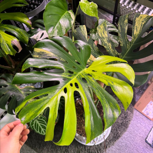 옐로우몬스테라 델리시오사