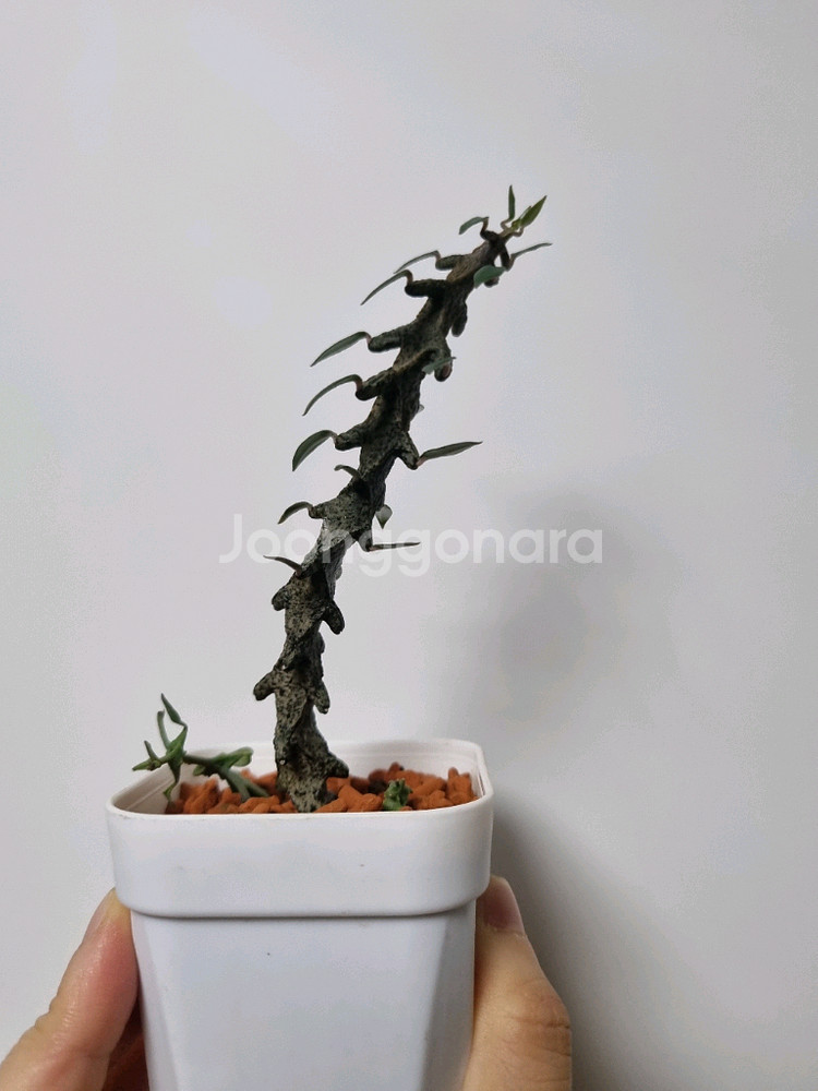 아프리카식물) 세로페기아 보세리 . 용꼬리--0