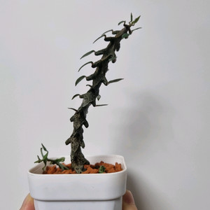 아프리카식물) 세로페기아 보세리 . 용꼬리