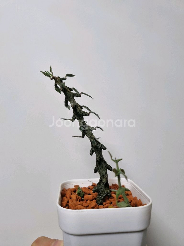 아프리카식물) 세로페기아 보세리 . 용꼬리--1