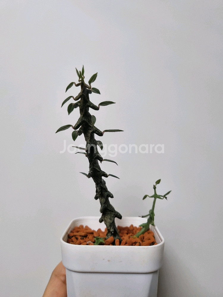 아프리카식물) 세로페기아 보세리 . 용꼬리--2