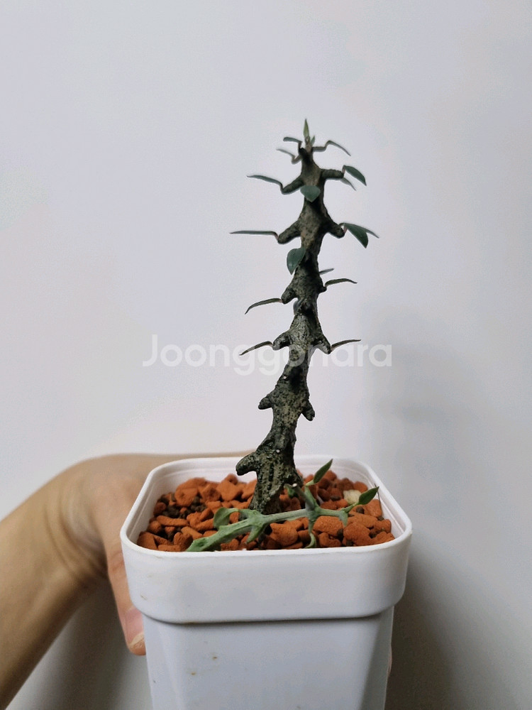 아프리카식물) 세로페기아 보세리 . 용꼬리--4