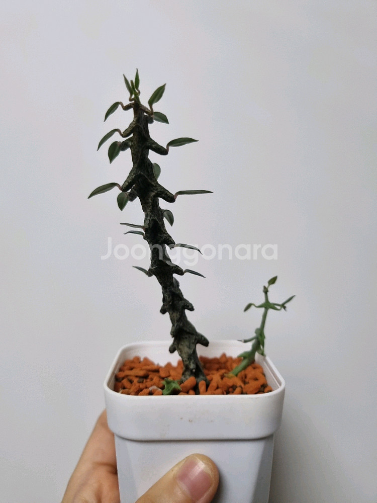 아프리카식물) 세로페기아 보세리 . 용꼬리--3