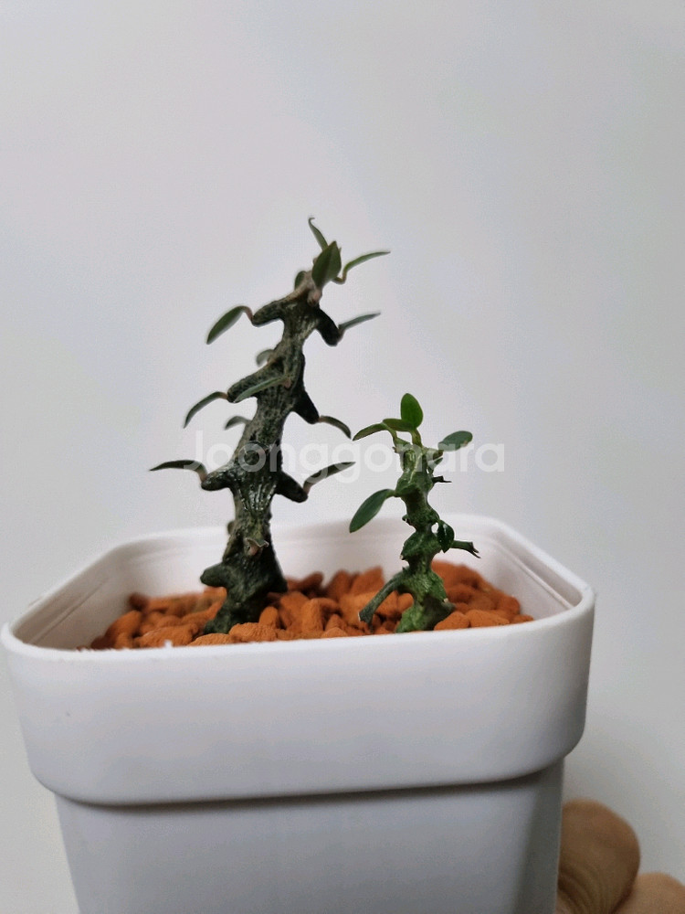 아프리카식물)세로페기아 보세리 . 용꼬리--0