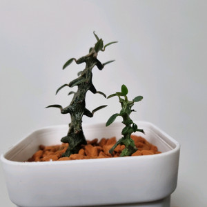 아프리카식물)세로페기아 보세리 . 용꼬리