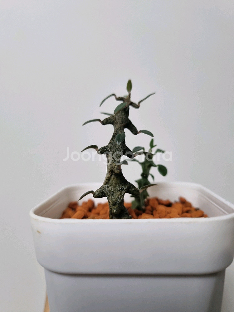 아프리카식물)세로페기아 보세리 . 용꼬리--3