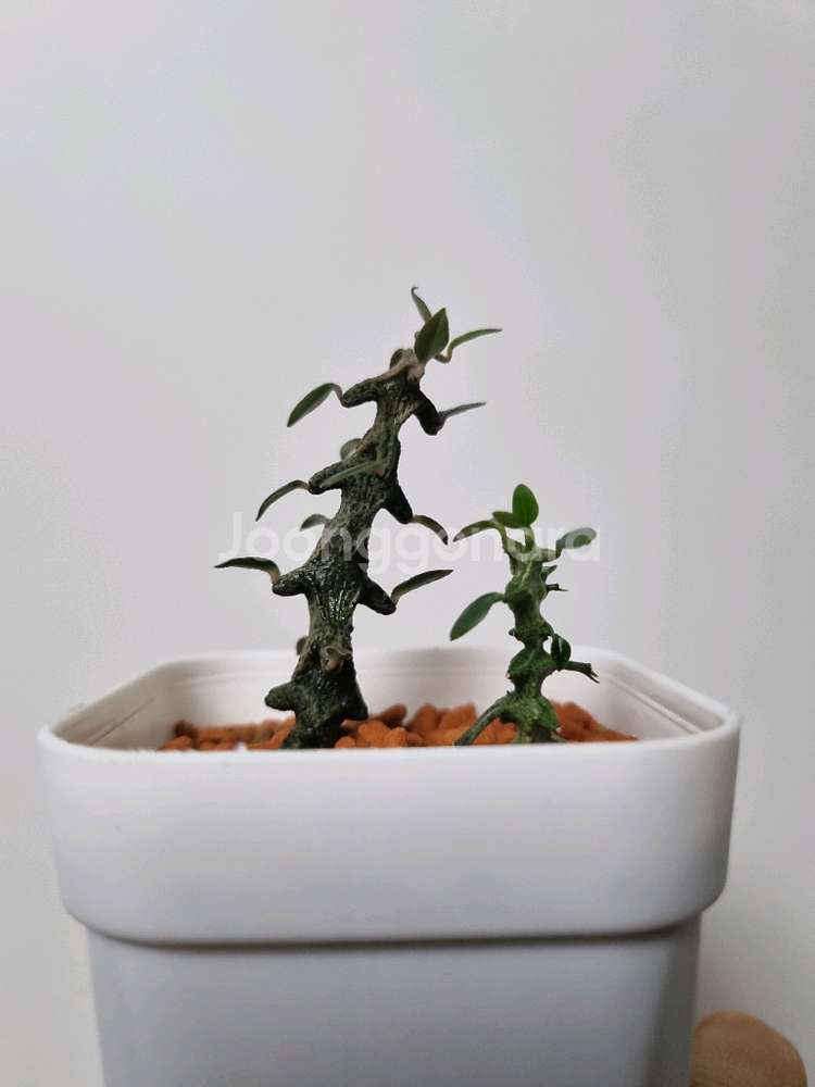 아프리카식물)세로페기아 보세리 . 용꼬리--1