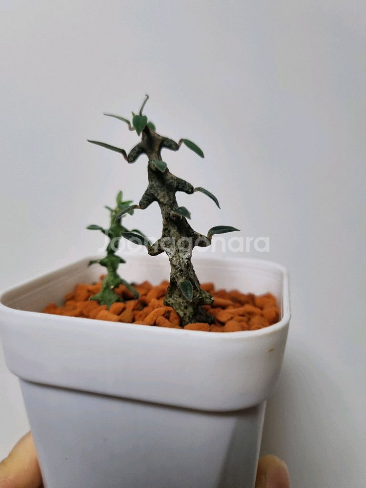 아프리카식물)세로페기아 보세리 . 용꼬리--2