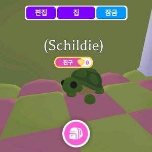입양하세요 거북이 팝니다